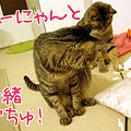 090719-二人で仲良しにゃ～