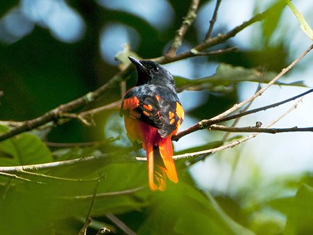 ヒイロサンショウクイ♂(Scarlet Minivet) IMGP123613_R