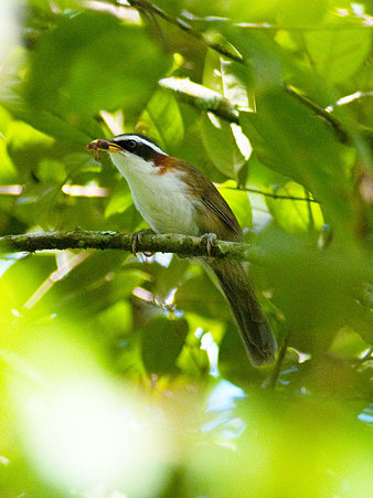 マミジロマルハシ(White-browed Scimitar-Babbler) IMGP125124_R