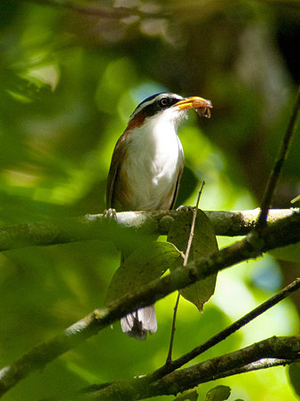 マミジロマルハシ(White-browed Scimitar-Babbler) IMGP125148_R