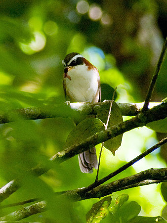 マミジロマルハシ(White-browed Scimitar-Babbler) IMGP125150_R