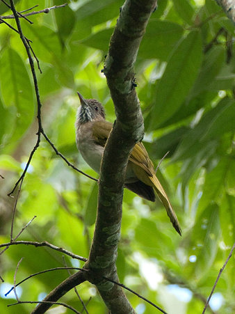 ミヤマヒヨドリ(Mountain Bulbul) P1030771_R