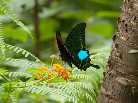 ルリモンアゲハ(Papilio Paris) IMGP126132_R