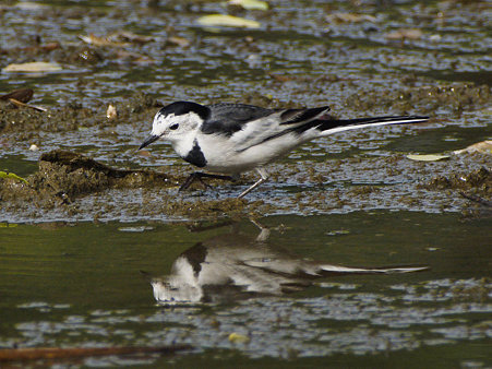 ハクセキレイ(White Wagtail) P1040552_R