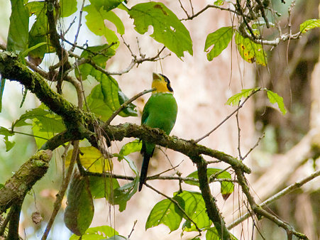オナガヒロハシ(Long-tailed Broadbill) IMGP127568_R