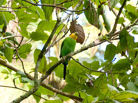 オナガヒロハシ(Long-tailed Broadbill) IMGP127572_R