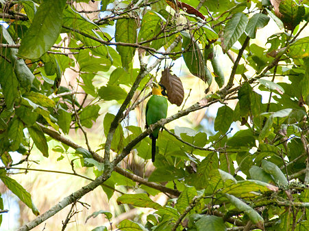 オナガヒロハシ(Long-tailed Broadbill) IMGP127575_R