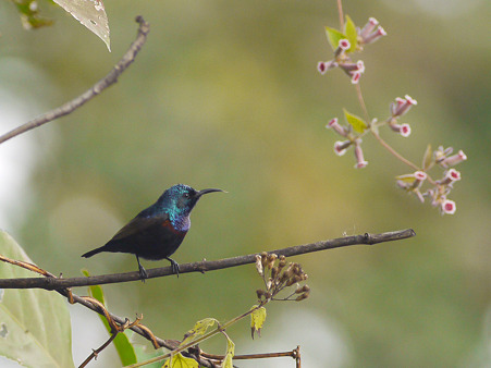 ムラサキタイヨウチョウ(Purple Sunbird) P1220709_R