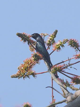 テリオウチュウ(Spangled Drongo) P1230687_R2