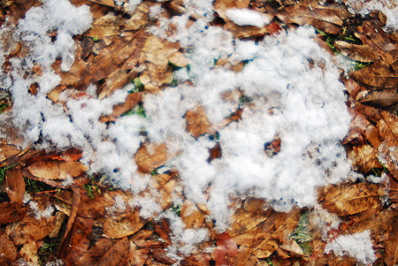 Snow remaining on the leaves