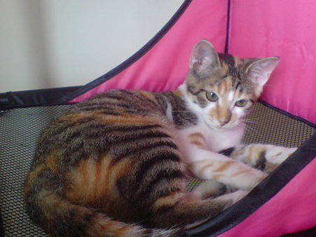2009081002