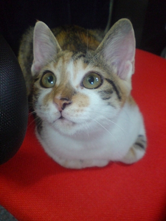 2009081104