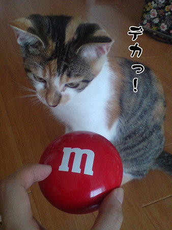 2009081704