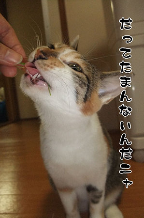 2009093003