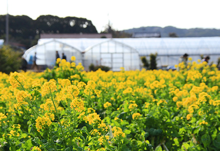 a20110219房総半島 (14)