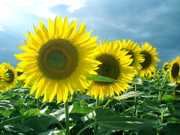 ひまわりの花 ヒマワリ属 ギリシャ語の 太陽 と 花 が語源らしいです 太陽の花 写真共有サイト フォト蔵