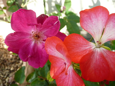 庚申薔薇