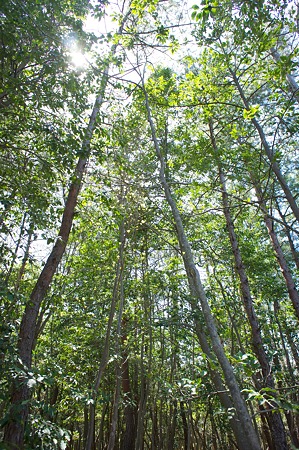 trees04202011nex5