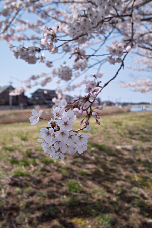 Cherry_blossom04212011dp1-07