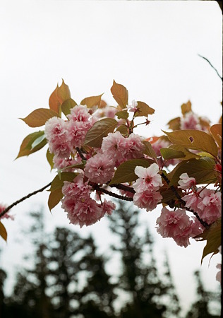 Yaezakura_OLYMPUS_PEN_FT_Kodak_PORTRA160NC_05092011-02