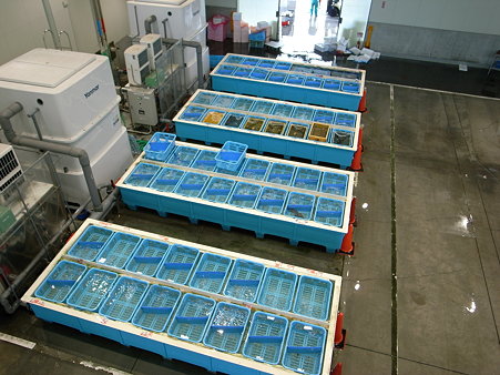 沼津魚市場の沼津港水産複合施設INO(イーノ)のいけす