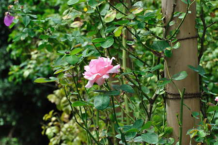 DSC_0095_1665