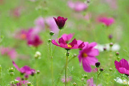 DSC_0021_1735
