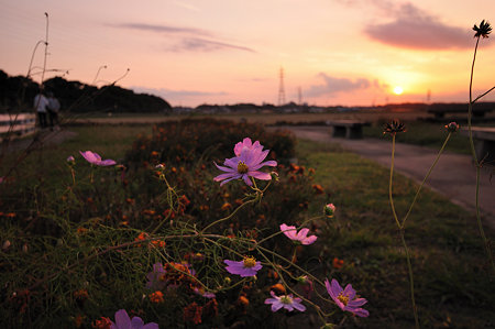 夕焼けにあたるコスモス