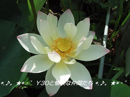 DSCF0052_pa