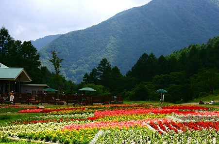 山中のお花畑(標高１４００m）