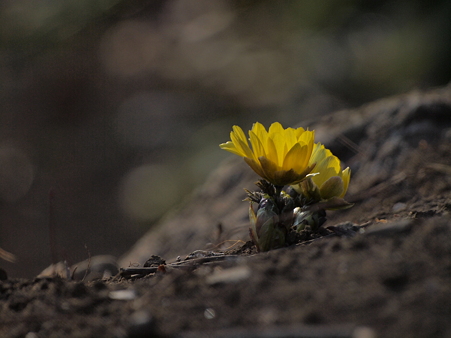 P2072444