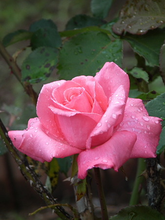 DSCF0112