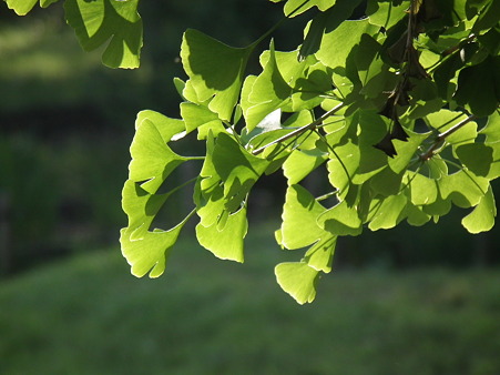 DSCF0674