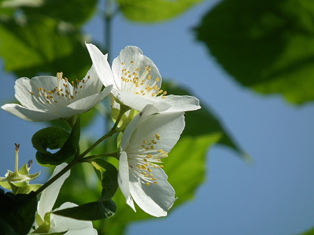 DSCF0531