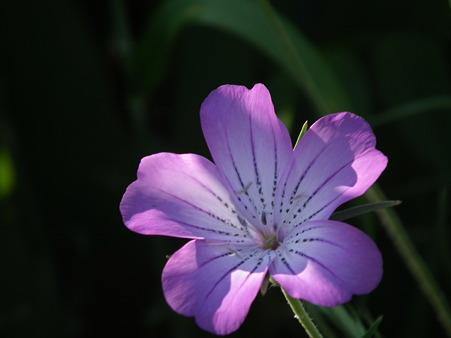 DSCF0577