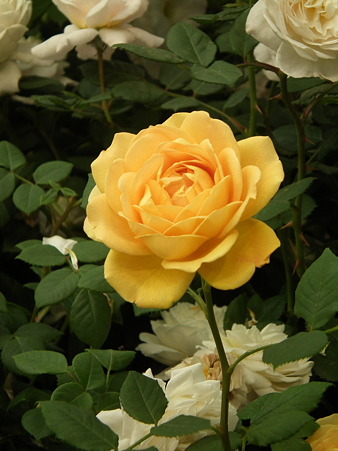 DSCF0933