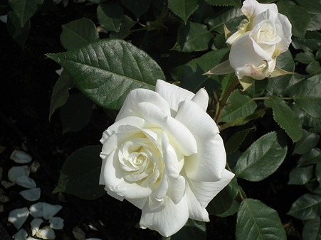 DSCF0476
