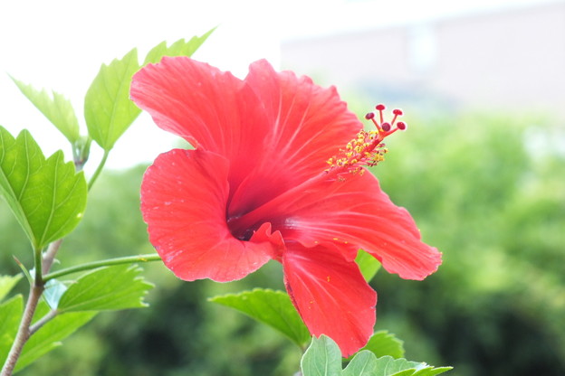 DSCF0523