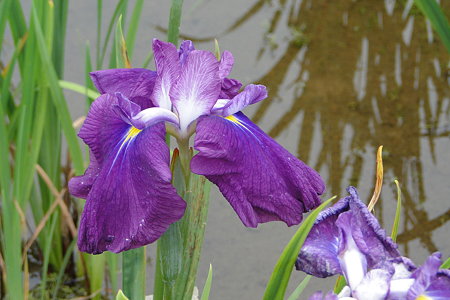 花菖蒲　松坂紅孔雀