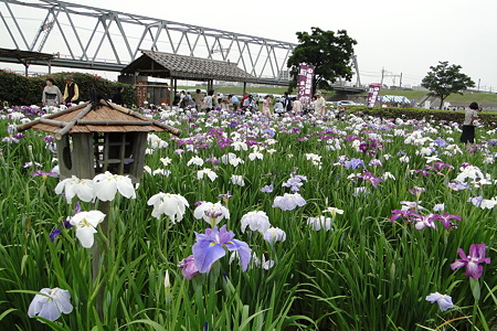 小岩菖蒲園