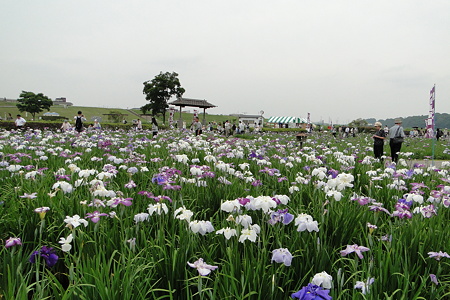 小岩菖蒲園
