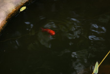 金魚