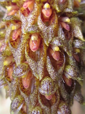Bulb.crassipes