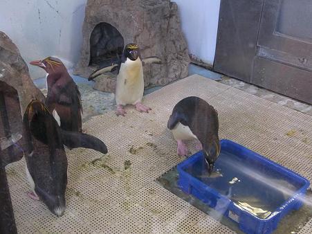 冷房室のマカロニ者 上野動物園にて ペンギン讃歌