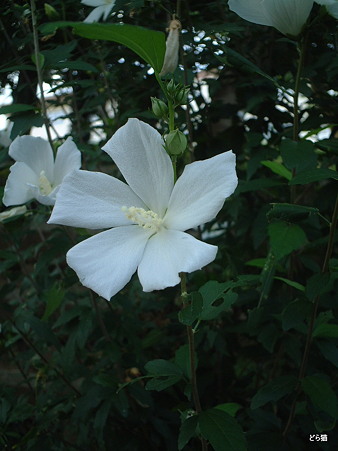 ムクゲ（Hibiscus syriacus L.）