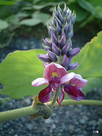 クズ（Pueraria lobata (Willd.) Ohwi）