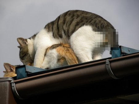 猫１
