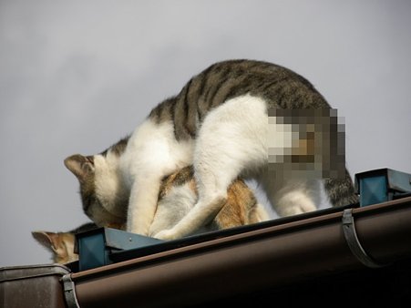 猫２
