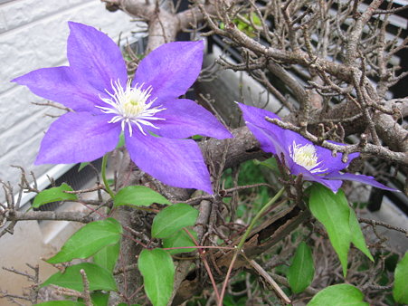 枯れ木に花~