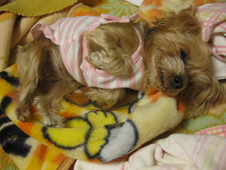 剥いてみるとこ~んなかんじ